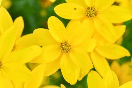 Coreopsis verticillata is a North American species of tickseed in the sunflower family. The common names are whorled tickseed, whorled coreopsis, thread-leaved tickseed, thread leaf coreopsis, and pot-of-gold. Macro shot, close-up, top view, yellow backgroundの写真素材