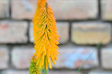 Kniphofia is a genus of flowering plants commonly known as red-hot pokers or torch lilies. They are native to Africa and are characterized by their tall, erect flower spikes that resemble glowing torches or pokers, hence the common names. Side view, macro shot, close-up, brick backgroundの写真素材