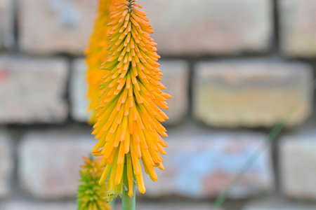 Kniphofia is a genus of perennial flowering plants in the family Asphodelaceae, first described as a genus in 1794. All species of Kniphofia are native to Africa. Common names include tritoma, red hot poker, torch lily and poker plant. Side view, macro shot, close-up, brick backgroundの写真素材