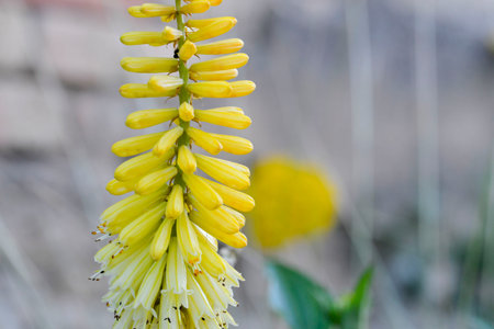Kniphofia are native to Africa. Common names include tritoma, red hot poker, torch lily and poker plant. Side view, macro shot, close-up, blurred background. Lemon Popsicle, a dwarf variety of Kniphofia known for its lemon-yellow tubular flowers.の写真素材