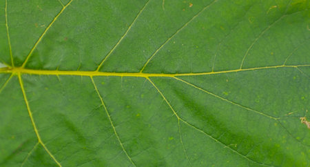 Texture of a dark green leaf. Detail of a large green leaf. Macro image, close-up. Concept of a...