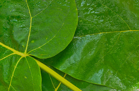 Texture of dark green leaves. Detail of green leaves with water drop. Macro shot, close-up. Concept...