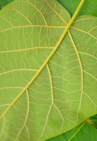 Texture of dark green leaves. Detail of the underside of green leaves. Macrophoto vertical image, close-up. Concept of green textured background.の写真素材