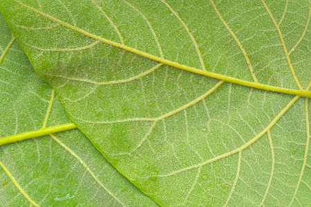Texture of the underside of a green leaf. Detailed texture of green leaves. Concept of green background and environment. Close-up, macro image.の写真素材