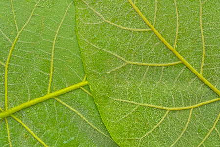 Texture of a dark green leaf. Detail of the underside of a large green leaf. Macro image, close-up. Concept of a green textured background.の写真素材