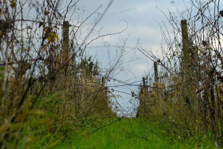 View of a neglected vineyard. Very poorly maintained vineyards. Concept of autumn and approaching winter. Shallow depth of field. Macro image, close-up.の写真素材