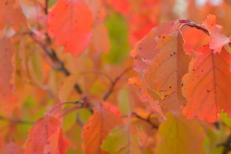 View of fall-colored leaves on a tree. Fall colors on trees. Fall colors on foliage. Macro image,...
