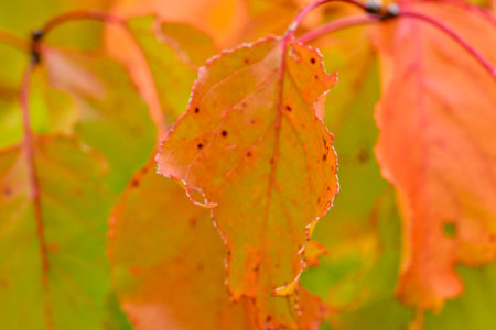 View of autumn-colored leaves on a tree. Autumn colors on trees. Autumn colors on foliage. Macro...