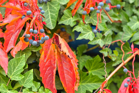A close up of creeping ivy and Virginia creeper. Ivy climbing on a wall. Red leaves. Macro image, close-up. The idea of autumn colors and the coming winter.の写真素材
