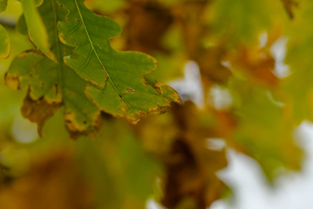 View of autumn leaves on a tree. Golden autumn foliage on a tree. Concept of fall and coming winter....