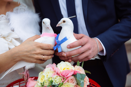Pigeons in the hands of the bride and groom in the wedding dayの写真素材