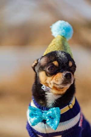 a cute birthday chihuahua on a natural background. Chihuahua dog in a birthday cap. birthday, dog, animal, chihuahua, pet,の写真素材
