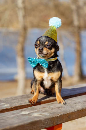 a cute birthday chihuahua on a natural background. Chihuahua dog in a birthday cap. birthday, dogの写真素材
