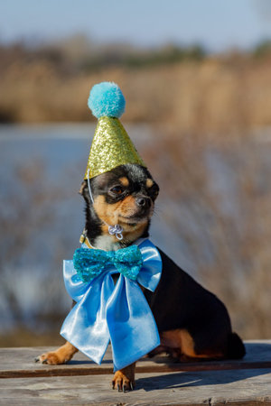 a cute birthday chihuahua on a natural background. Chihuahua dog in a birthday cap. birthday, dog