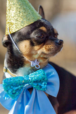 a cute birthday chihuahua on a natural background. Chihuahua dog in a birthday cap. birthday, dogの写真素材
