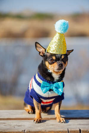 a cute birthday chihuahua on a natural background. Chihuahua dog in a birthday cap. birthday, dog, animal, chihuahua, pet,の写真素材
