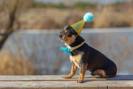 a cute birthday chihuahua on a natural background. Chihuahua dog in a birthday cap. birthday, dogの写真素材