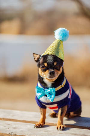 a cute birthday chihuahua on a natural background. Chihuahua dog in a birthday cap. birthday, dog, animal, chihuahua, pet,の写真素材