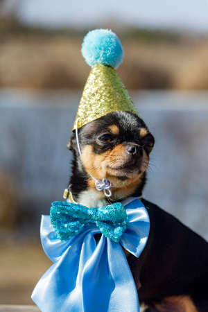 a cute birthday chihuahua on a natural background. Chihuahua dog in a birthday cap. birthday, dogの写真素材