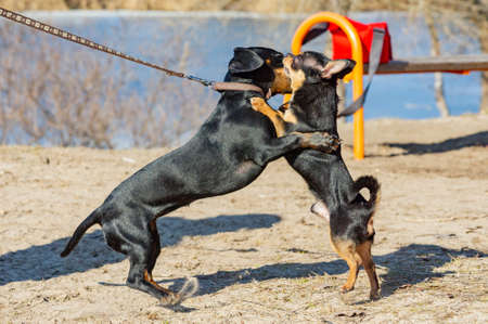 Chihuahua and dachshund play in the sand. Dachshund and Chihuahua are outdoors. dogs for a walkの写真素材