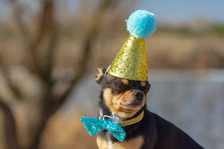 a cute birthday chihuahua on a natural background. Chihuahua dog in a birthday cap. birthday, dogの写真素材