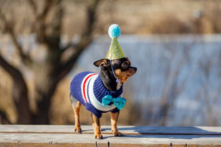 a cute birthday chihuahua on a natural background. Chihuahua dog in a birthday cap. birthday, dogの写真素材