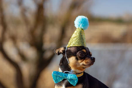 a cute birthday chihuahua on a natural background. Chihuahua dog in a birthday cap. birthday, dogの写真素材