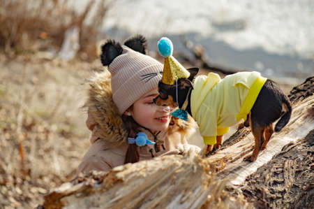 Outdoor portrait of 10- 11 year old girl wearing warm beige jacket with a chihuahua dog. birthdayの写真素材