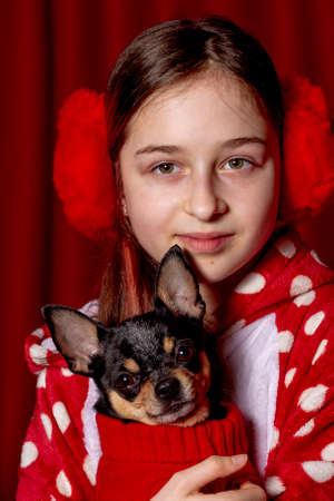 Teenage girl and a chihuahua dressed in a red sweater for dogs at home against a background of red.の写真素材