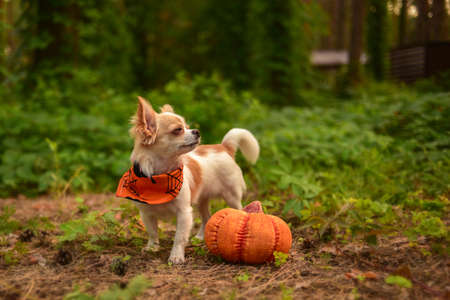 Funny little Chihuahua and pumpkin. Halloween concept.の写真素材
