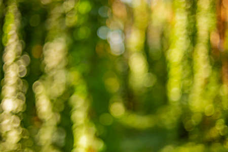 Natural green blurred background. Defocus light forest.の写真素材