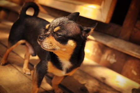 Chihuahua dog black color. Portrait of chihuahua dog outdoor.の写真素材
