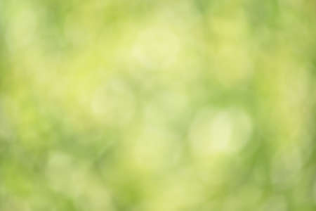 Organic and natural concept. Natural green defocus light nature abstract background.の写真素材