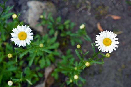 top view of two white daisy flowers, background for a theme of love and the environmentの写真素材
