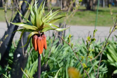 beautiful orange buds of fritillaria flower in the park on a sunny summer day, unopened flowers of the imperial crownの写真素材