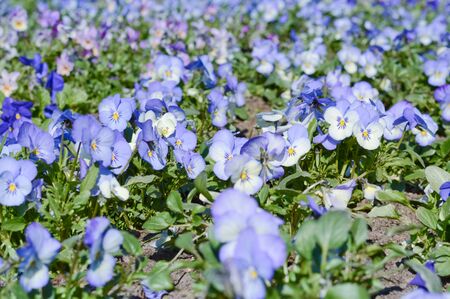 field of blue-white pansies, spring holiday background with flowers planted in the parkの写真素材