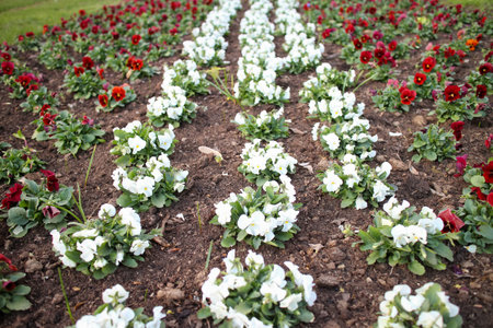 red and white pansies, the colors of the flag of Latvia, decoration of the city with spring flowers planted in the parkの写真素材