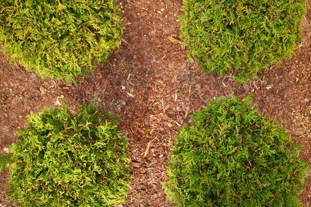 Thuja plants top view, garden and park design with green treesの写真素材