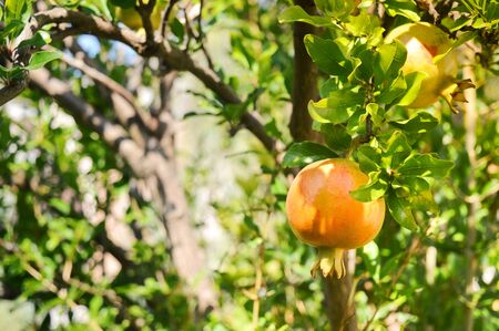 pomegranate fruits hanging on a tree branch in the garden on a summer day, blurred foliage on the backgroundの写真素材
