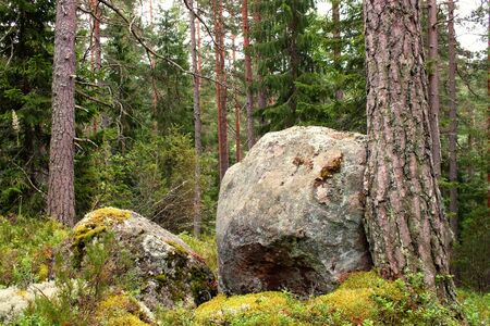big stones in a pine forest on a summer day in national park Nuuksio, Finlandの写真素材