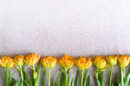 line of yellow tulips on the white, copy spaceの写真素材