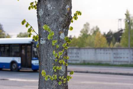 green young sprouts on a tree against the background of urban street, the environmental problem of...