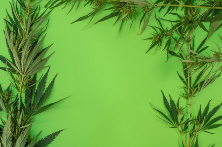 branches with cannabis leaves and buds on a green background framed for text and design space