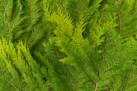green background of fresh young thuja branches, natural backdrop for design on environmental theme