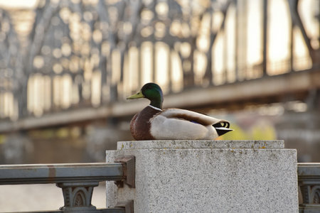 Wild duck sits on the city embankment and rests. Ecology and conservation of birds in urban...