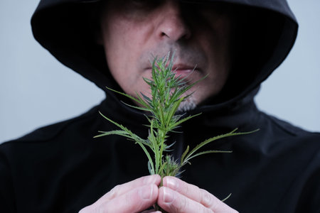 Cannabis branch with leaves in male hands. Hemp branch on the background of blurred face of man in a...
