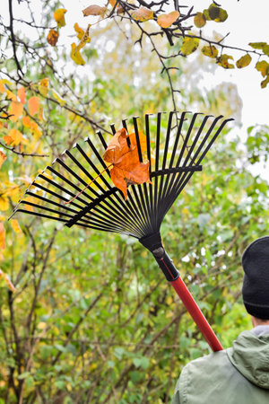 Maple leaf on a rake during autumn garden cleaning. Rake on the shoulder of a worker while...