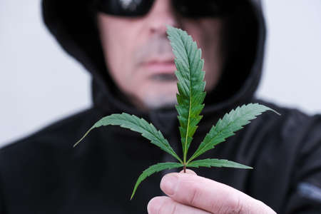 Cannabis leaf in male hands. Hemp leaf on the background of blurred face of man. The topic of problems related to crime and violation of the law.の写真素材