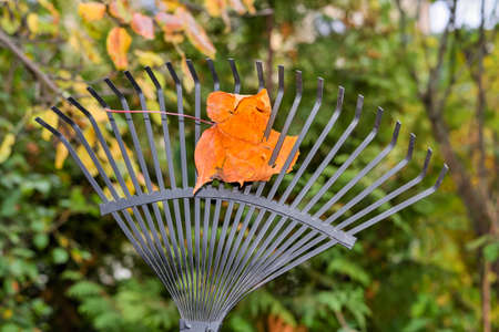 Autumn leaf on a rake during garden cleaning.の写真素材