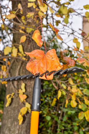 Maple leaf on a garden rake during autumn yard cleaningの写真素材
